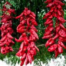 Pimientos Rojos